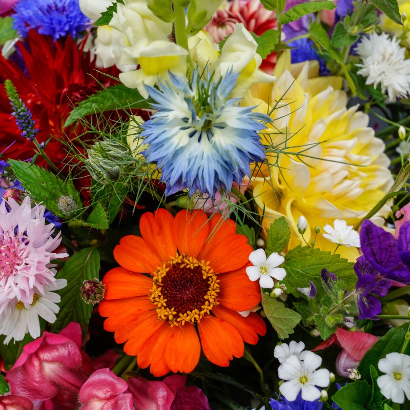 Blumenstrauß aus Dahlien, Schleierkraut, Jungfer, Zinnie und Kornblume