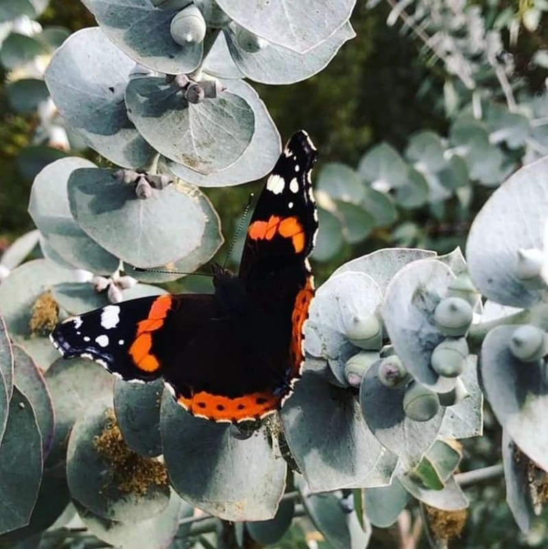 Schmetterling am Eukalyptus