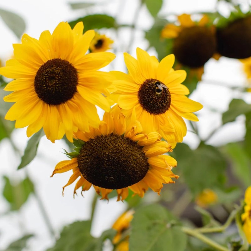 Sonnenblumen im Slowflower Garten