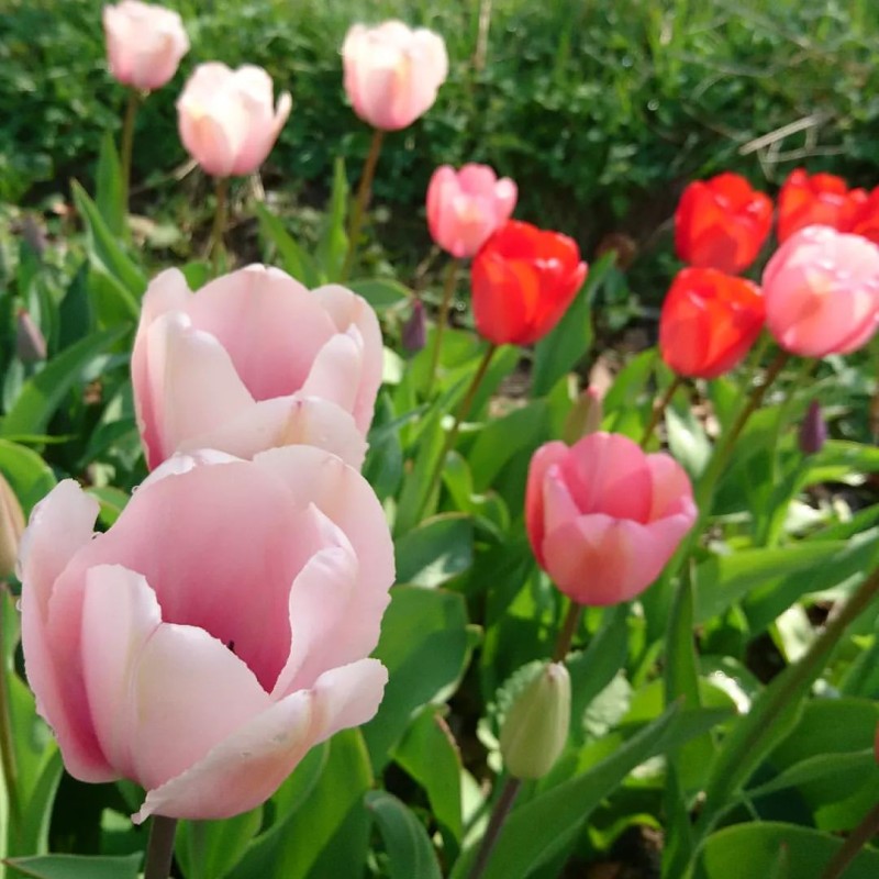 Tulpen in rosa und rot